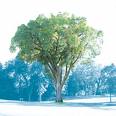 Dutch Elm Tree