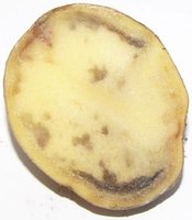Potato blight
