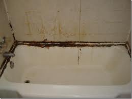 Fungal growth on agar