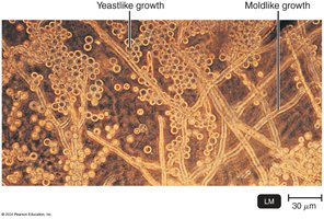 Dimorphic yeast and mold growth