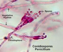 Aspergillus conidiospores