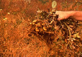 Aflatoxin on peanuts