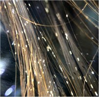 Piedra on hair shafts