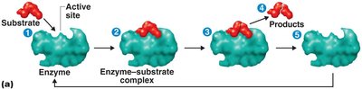 Mechanism of enzymatic action