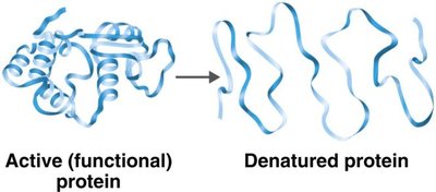 Effect of temperature on enzyme activity
