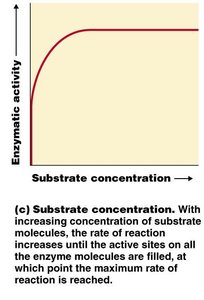 Effect of substrate concentration on enzyme activity