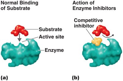 Competitive inhibition of enzymes