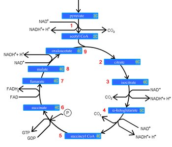 Krebs cycle diagram