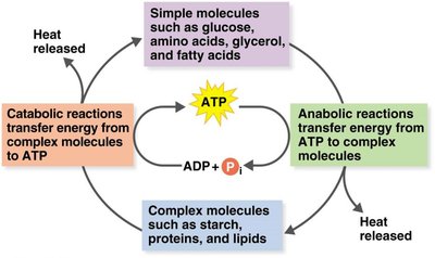 Catabolic and anabolic reactions cycle