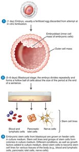 Derivation of embryonic stem cells