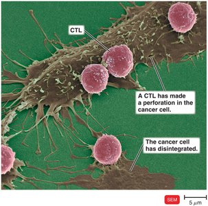 Interaction between CTLs and cancer cells