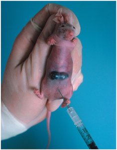 Nude mouse with tumor graft, used in immunodeficiency research