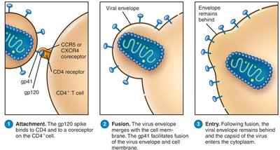 HIV attachment and entry into T cell