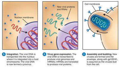 HIV integration, gene expression, and budding