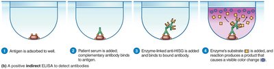 Indirect ELISA steps