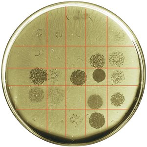 Phage typing of Salmonella enterica