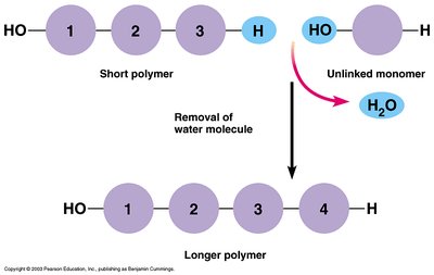 Dehydration synthesis: joining monomers to form a polymer