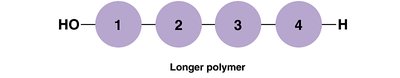 Polymer formation