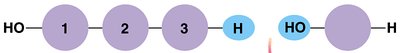 Hydrolysis: breaking a polymer into monomers