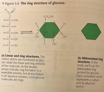 Ring structure of glucose