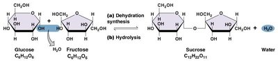Formation of sucrose by dehydration synthesis