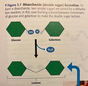 Disaccharide formation: lactose from glucose and galactose