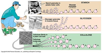 Polysaccharides: starch, glycogen, cellulose