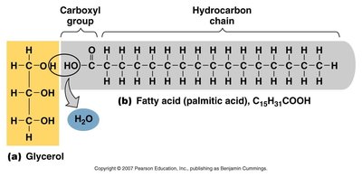 Structure of glycerol and fatty acid
