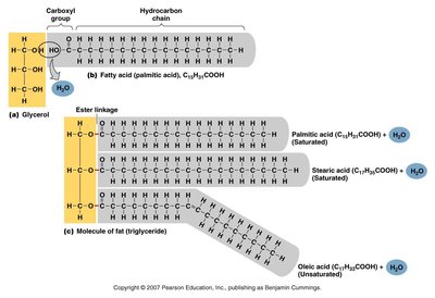 Formation of triglyceride from glycerol and fatty acids
