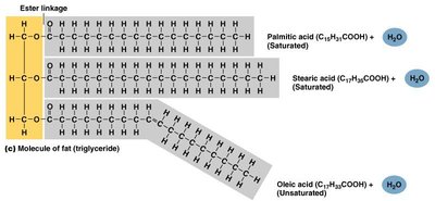 Triglyceride structure with saturated and unsaturated fatty acids