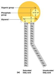 Phospholipid structure