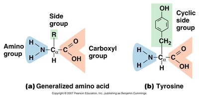 Generalized amino acid structure and example (tyrosine)