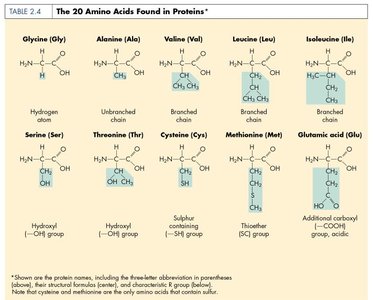 Table of 20 amino acids found in proteins (part 1)