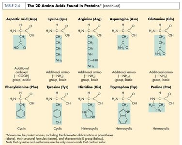 Table of 20 amino acids found in proteins (part 2)