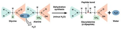 Peptide bond formation between amino acids