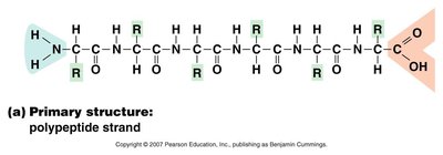 Primary structure of a polypeptide