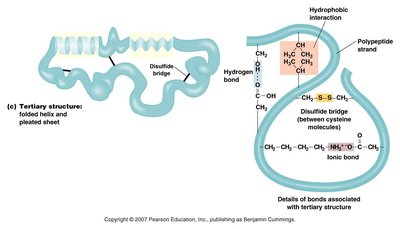 Tertiary structure of a protein