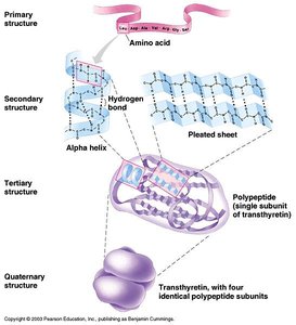 Levels of protein structure: primary, secondary, tertiary, quaternary