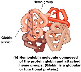 Hemoglobin: globular protein structure