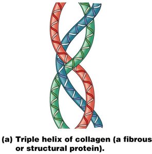 Collagen: fibrous protein structure