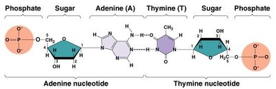 DNA structure: nucleotide pairing and double helix
