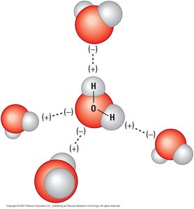 Hydrogen bonding between water molecules