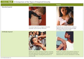 Comparison of the Types of Acquired Immunity