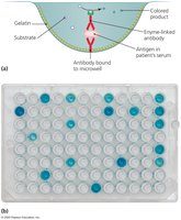 Antibody Sandwich ELISA