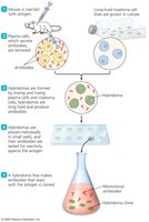 Production of Hybridomas