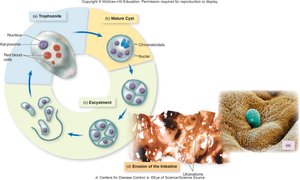 Entamoeba histolytica Life Cycle