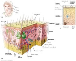 Structure of the skin showing epidermis, dermis, and associated structures