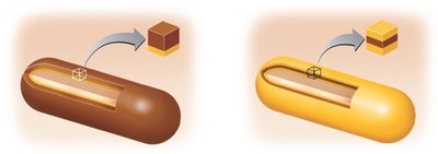 Gram-positive and Gram-negative cell wall structure