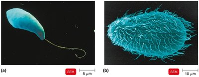 Eukaryotic flagella and cilia