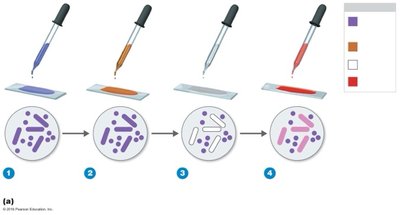 Steps of Gram staining